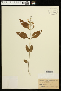 Scutellaria serrata image