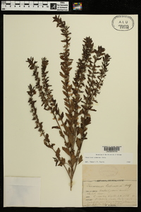 Teucrium cubense image