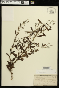 Trichostema dichotomum image