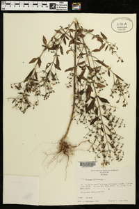 Trichostema dichotomum image