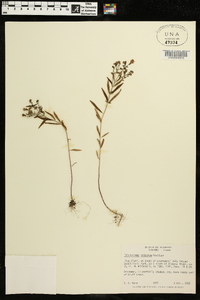 Trichostema setaceum image