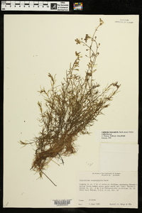 Callitriche heterophylla image