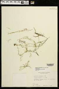 Callitriche heterophylla image