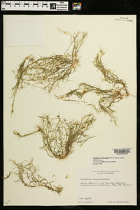 Callitriche heterophylla image