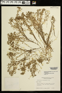 Callitriche heterophylla image