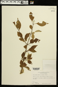 Forestiera acuminata image