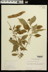 Forestiera acuminata image