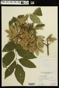 Fraxinus caroliniana image