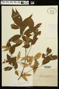 Fraxinus caroliniana image