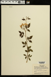 Jasminum floridum image