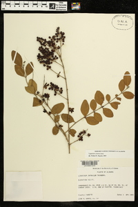 Ligustrum sinense image