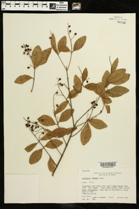 Ligustrum sinense image