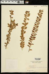 Ligustrum sinense image