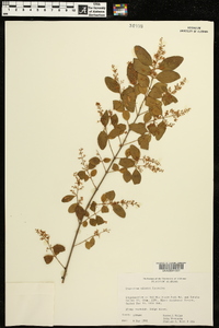 Ligustrum sinense image