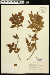 Ligustrum sinense image