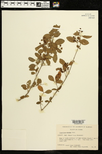 Ligustrum sinense image