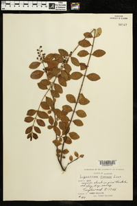 Ligustrum sinense image