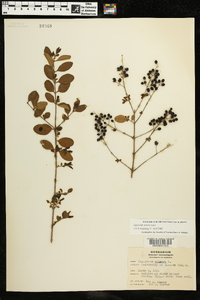 Ligustrum sinense image