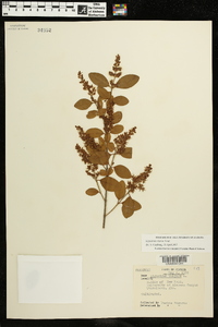 Ligustrum sinense image