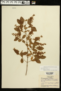 Ligustrum sinense image