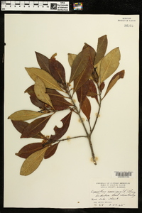 Osmanthus americanus image