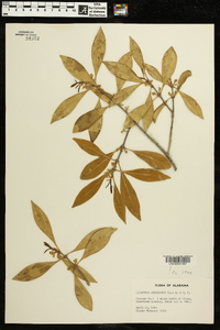 Osmanthus americanus image