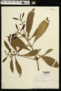 Osmanthus americanus image