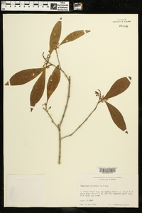 Osmanthus americanus image