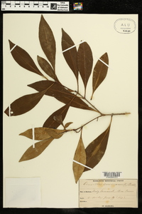 Osmanthus americanus image