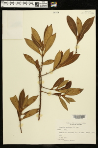 Osmanthus americanus image