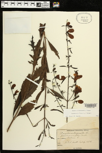 Aureolaria flava image