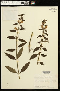 Aureolaria virginica image