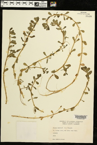 Bacopa monnieri image