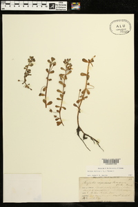 Bacopa monnieri image