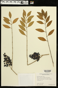 Ligustrum sinense image
