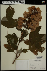 Hydrangea quercifolia image