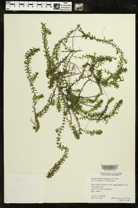 Elodea nuttallii image