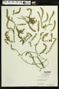 Elodea nuttallii image