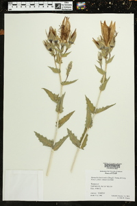 Mentzelia laevicaulis image