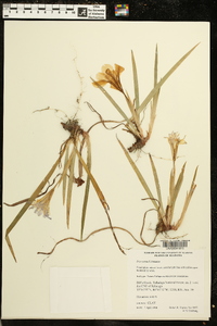 Iris verna image