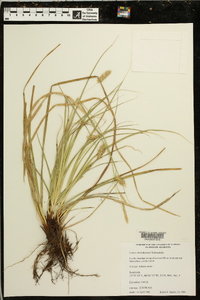 Carex cherokeensis image