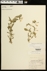 Gratiola floridana image