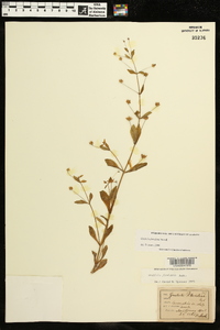 Gratiola floridana image