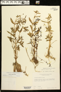 Gratiola neglecta image