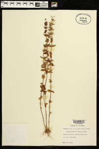 Tragiola pilosa image