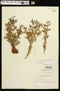 Gratiola virginiana image