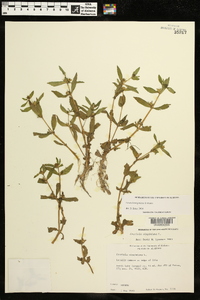 Gratiola virginiana image