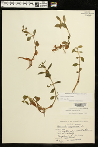 Gratiola virginiana image