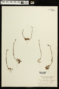 Linaria floridana image