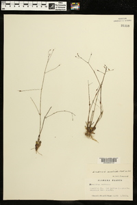 Lindernia monticola image